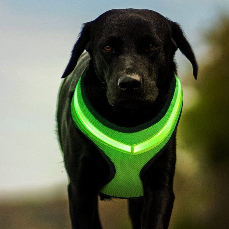 myhomenow.ch Haushalt LED Luminous Dog Harness Led USB Charging Dog Chest Strap Vest Pet Safety Reflective Harness Pet Vest For Puppy Large Dog Pet Products